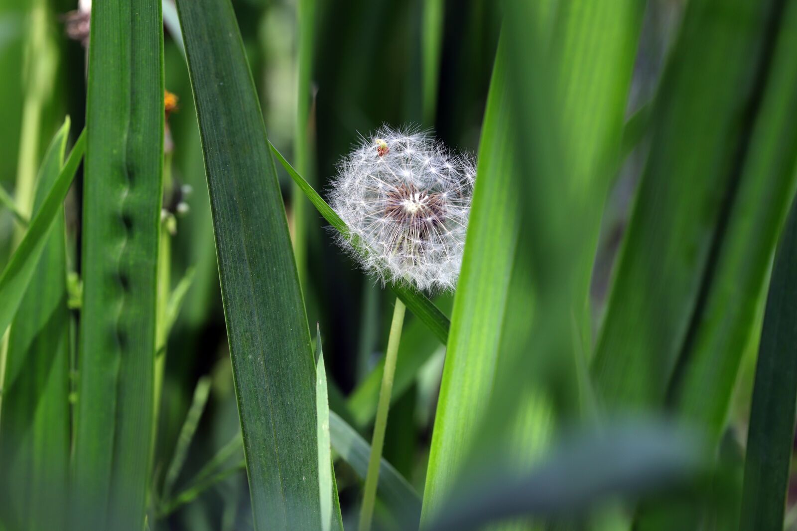 Canon EOS 6D Mark II sample photo. Dandelion, bush, seeds photography