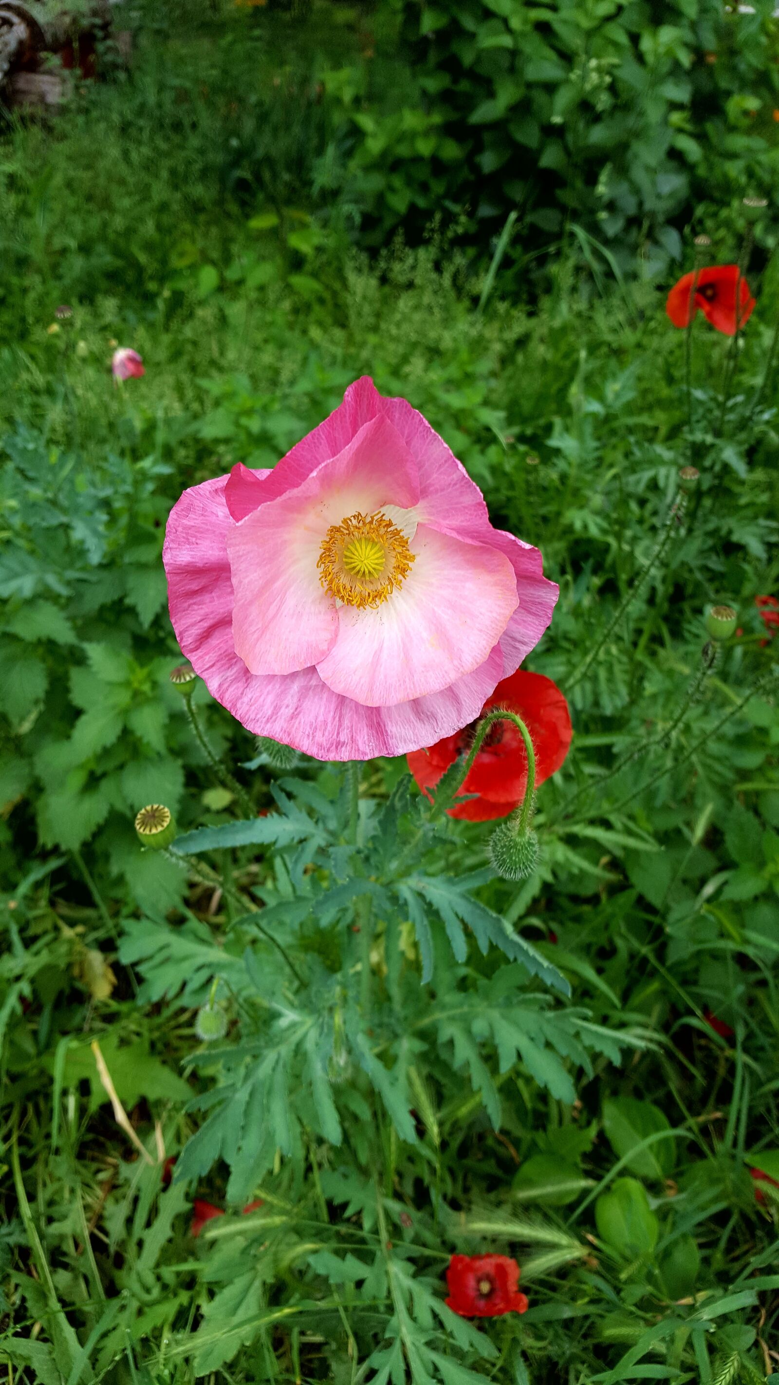 Samsung Galaxy S6 sample photo. Flower, spring, spring flower photography