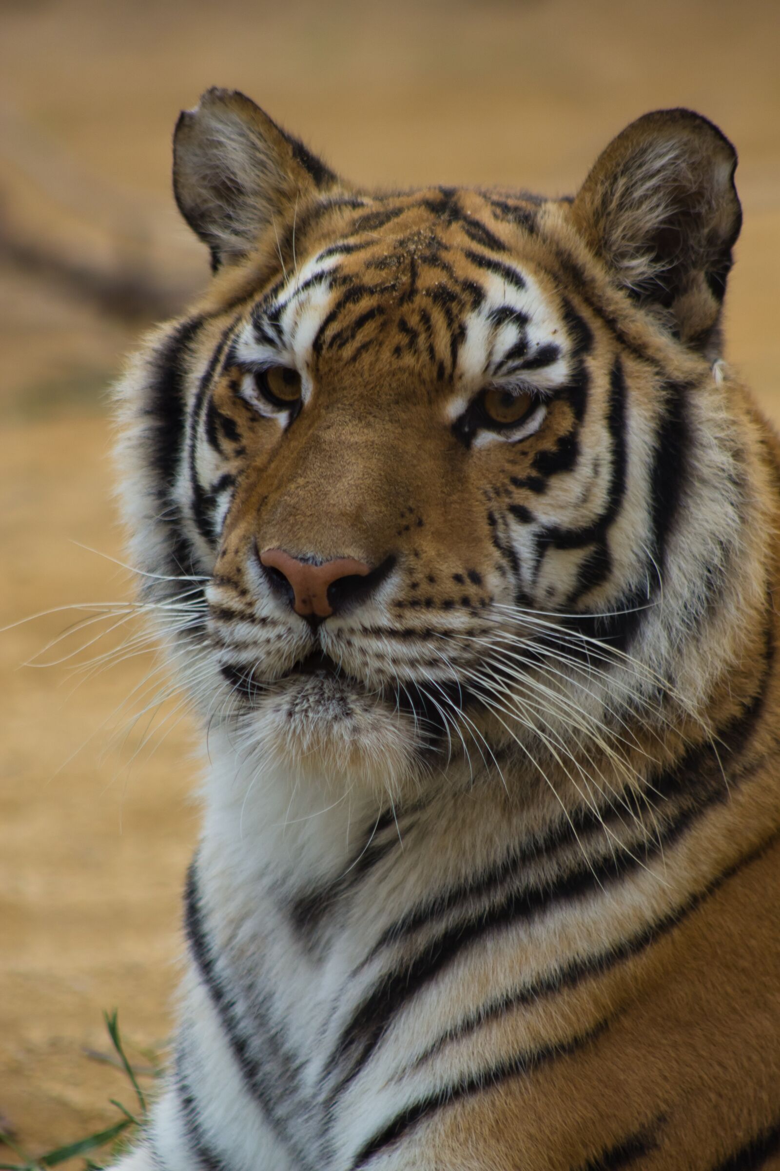 Canon EOS 60D sample photo. Tiger, cat, stripes photography