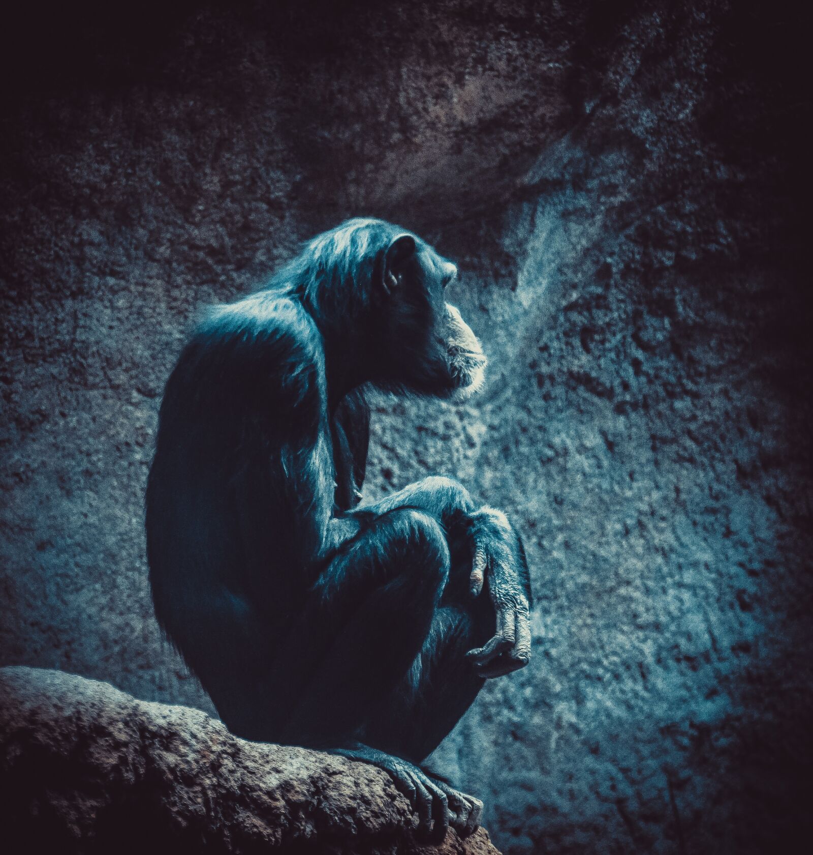 Canon EOS 500D (EOS Rebel T1i / EOS Kiss X3) sample photo. Chimpanzee, zoo, monkey photography