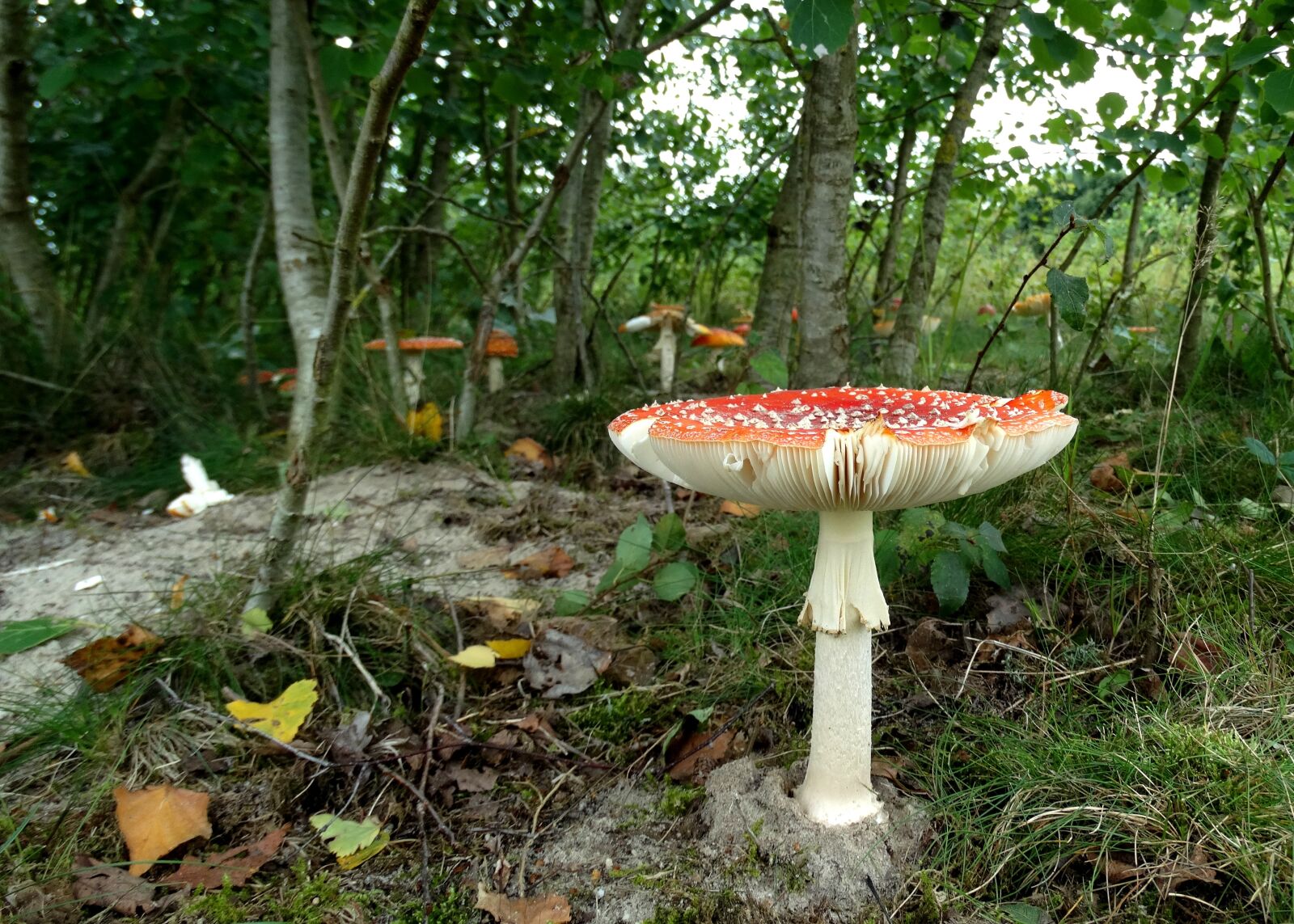 Sony Cyber-shot DSC-HX300 sample photo. Fly agaric, mushroom, forest photography