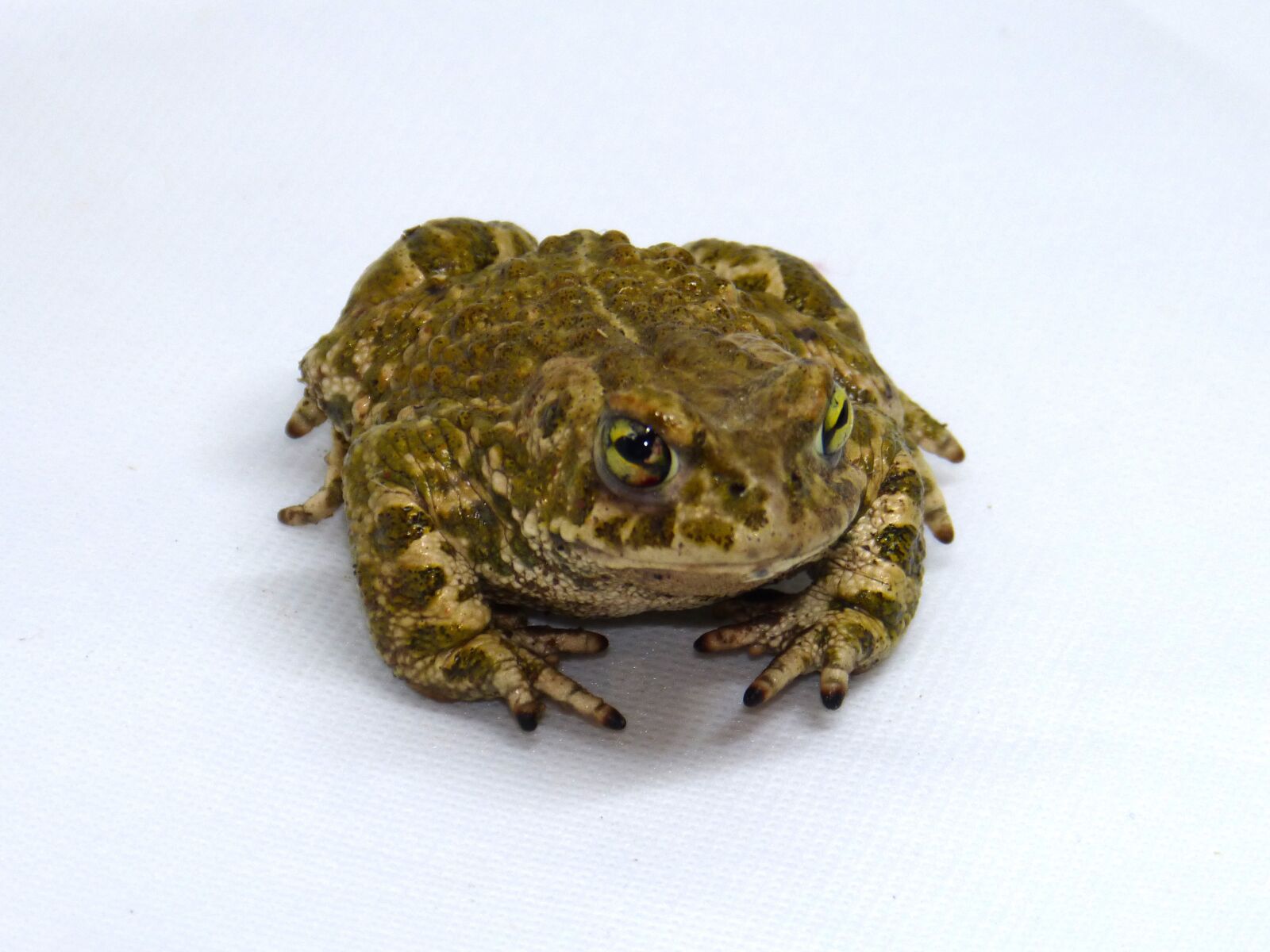 Panasonic DMC-FZ62 sample photo. Frog, batrachian, detail photography