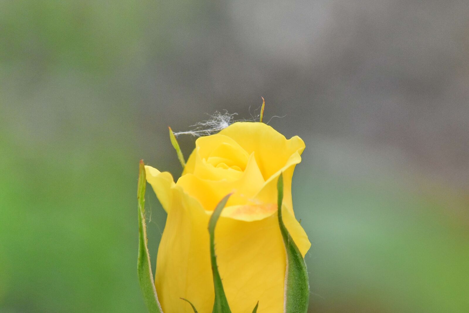 Nikon D5500 sample photo. Yellow, flower, spring, plant photography