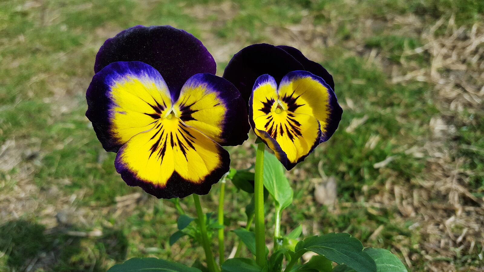 Samsung Galaxy S6 sample photo. Pansies, viola tricolor, pansy photography