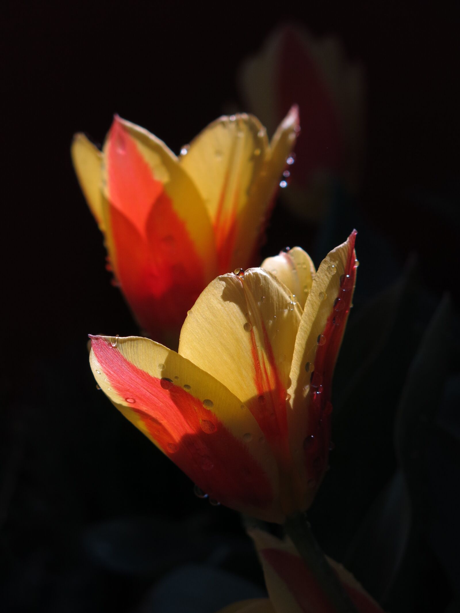 Canon PowerShot G15 sample photo. Tulip, tulips, flower photography