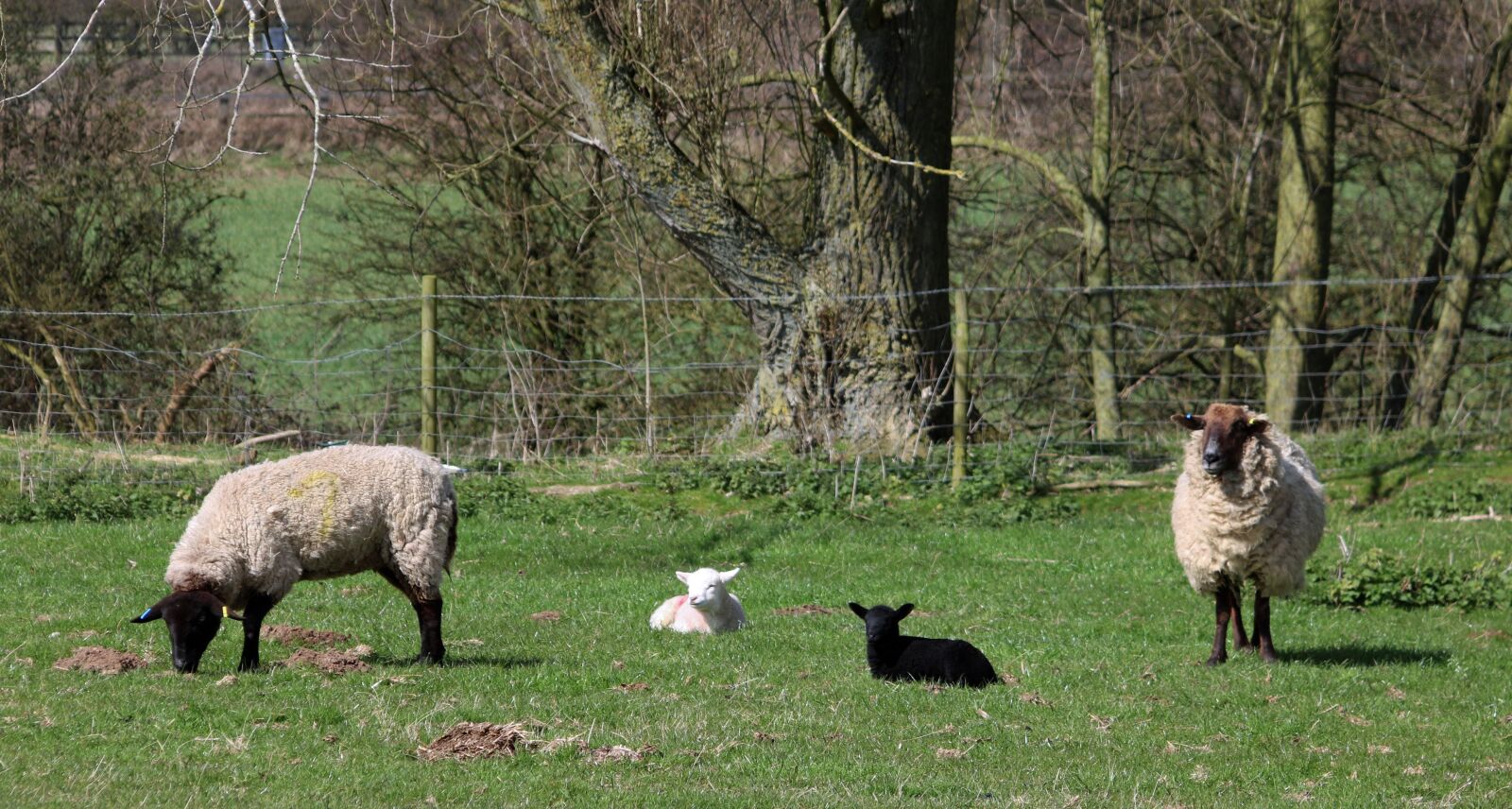 Canon EOS 750D (EOS Rebel T6i / EOS Kiss X8i) + Canon EF 28-135mm F3.5-5.6 IS USM sample photo. Sheep, lamb, field photography