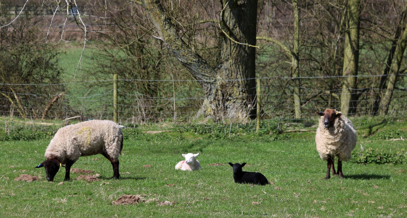 Canon EF 28-135mm F3.5-5.6 IS USM sample photo. Sheep, lamb, field photography