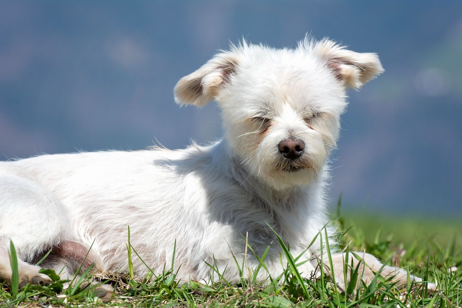 Nikon D7100 sample photo. Dog, white, lying photography