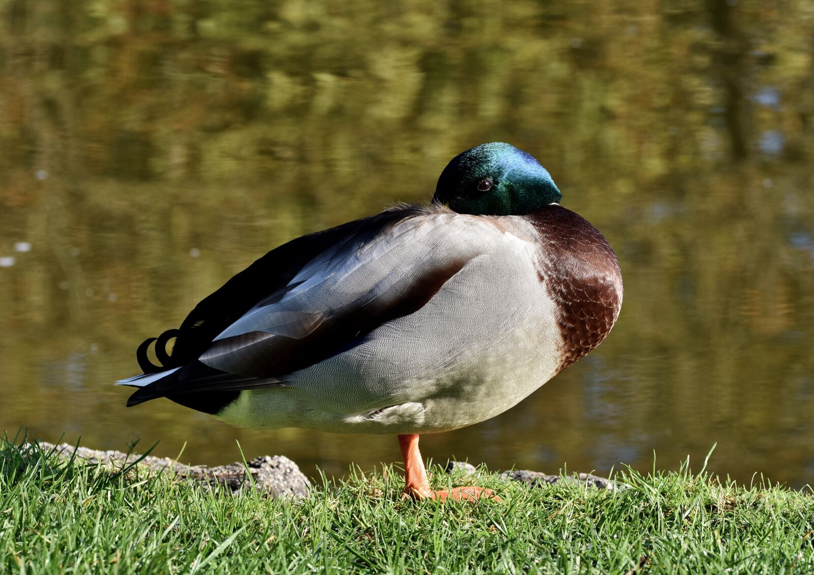 Nikon D7200 sample photo. Mallard, duck, water bird photography