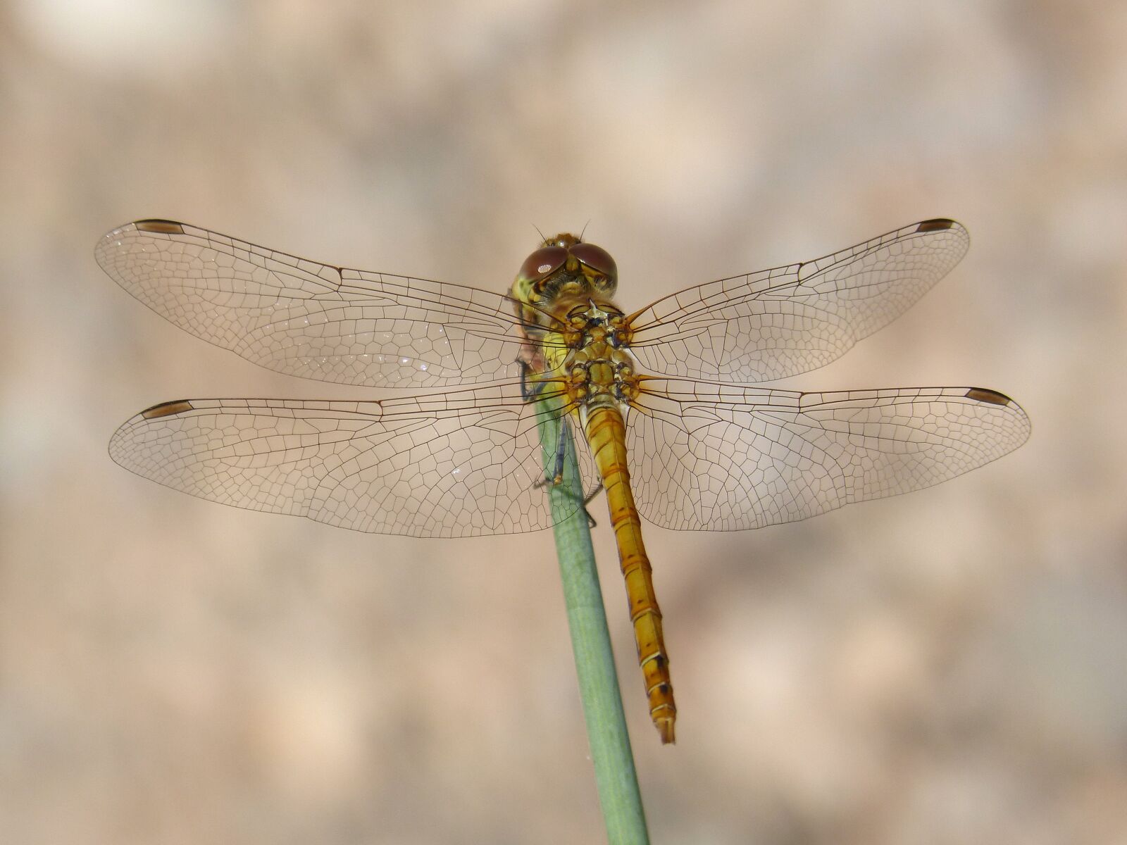 Panasonic DMC-FZ62 sample photo. Ib lula, yellow dragonfly photography