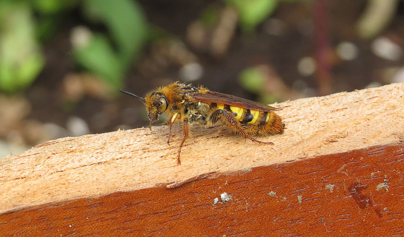 Canon PowerShot SX50 HS sample photo. Macro, insect, wasp photography