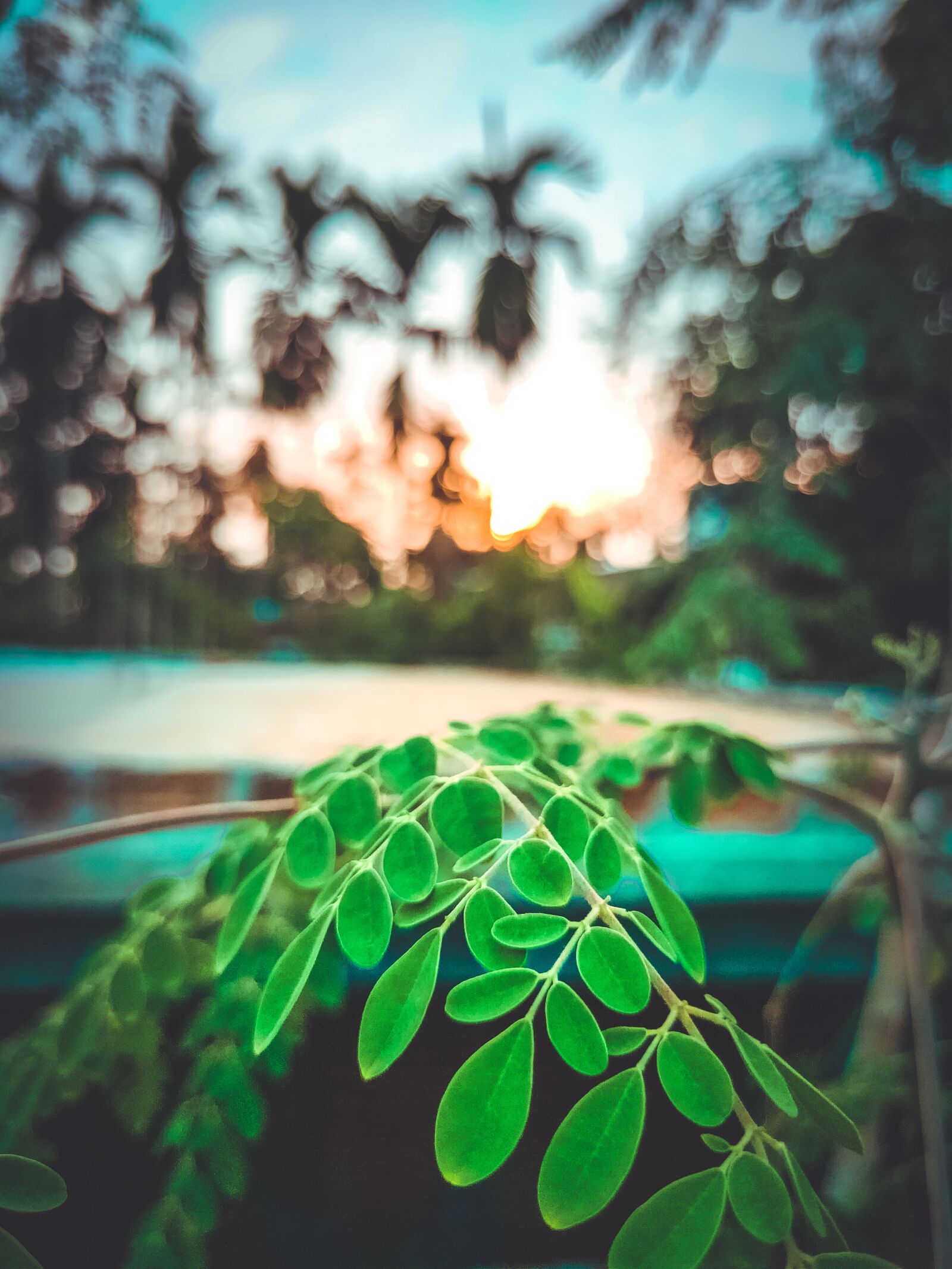 Realme 3 PRO sample photo. Leaves, foliage, plants photography