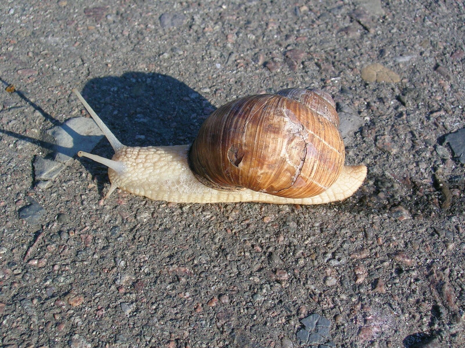 Nikon E3700 sample photo. Snail, creep, asphalt photography