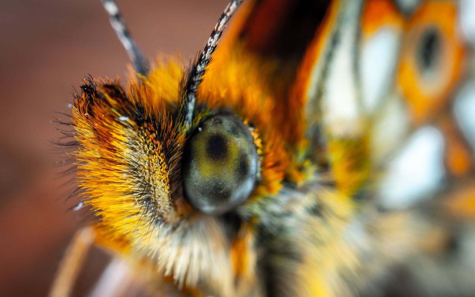 Sony a7R II sample photo. Butterfly, the metalmark, lepidoptera photography
