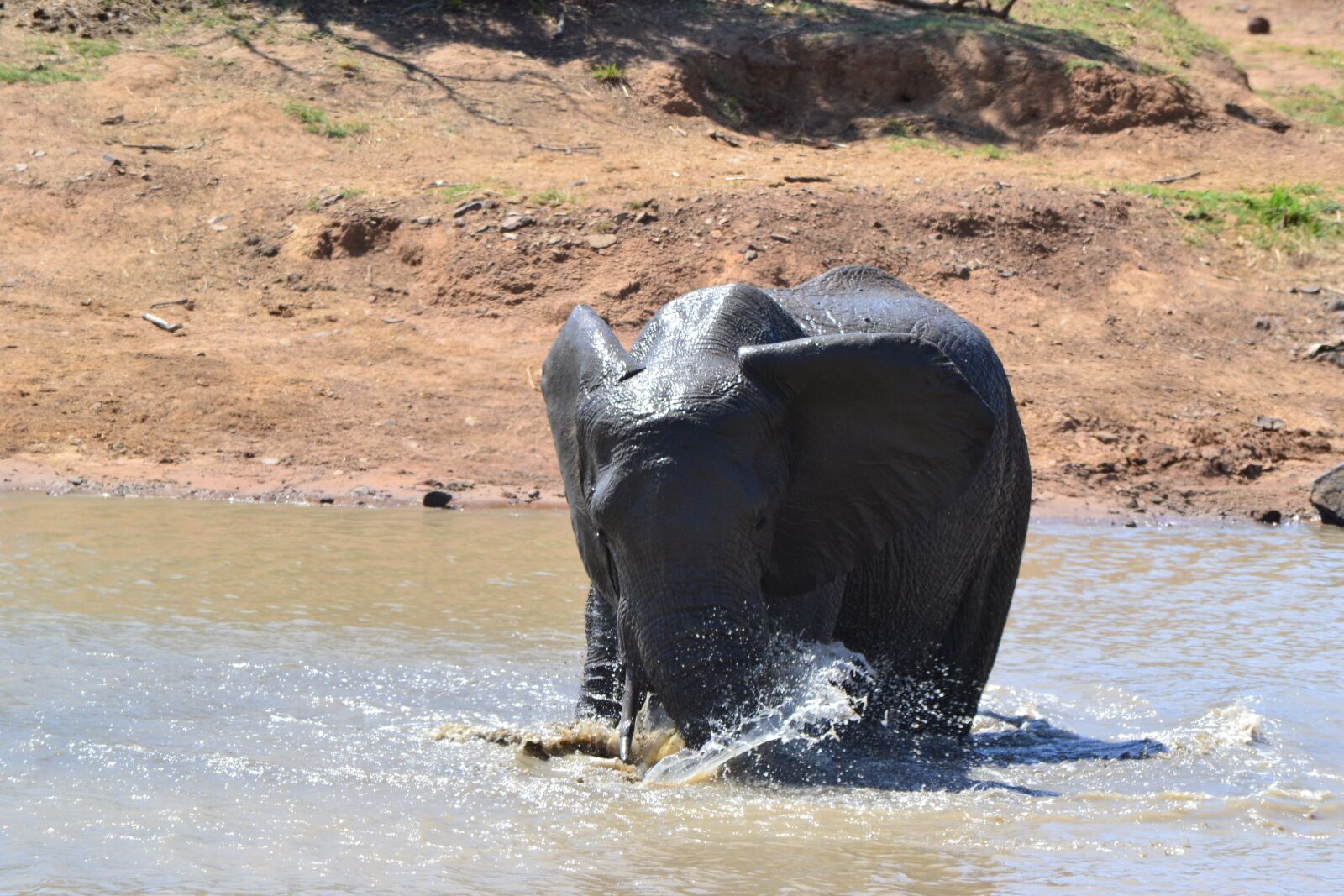 Nikon D3100 sample photo. Elephant, water, splash photography