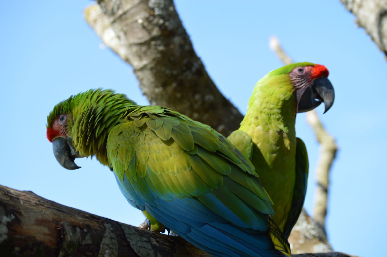 Nikon D3200 sample photo. Ara, parrot, bird photography