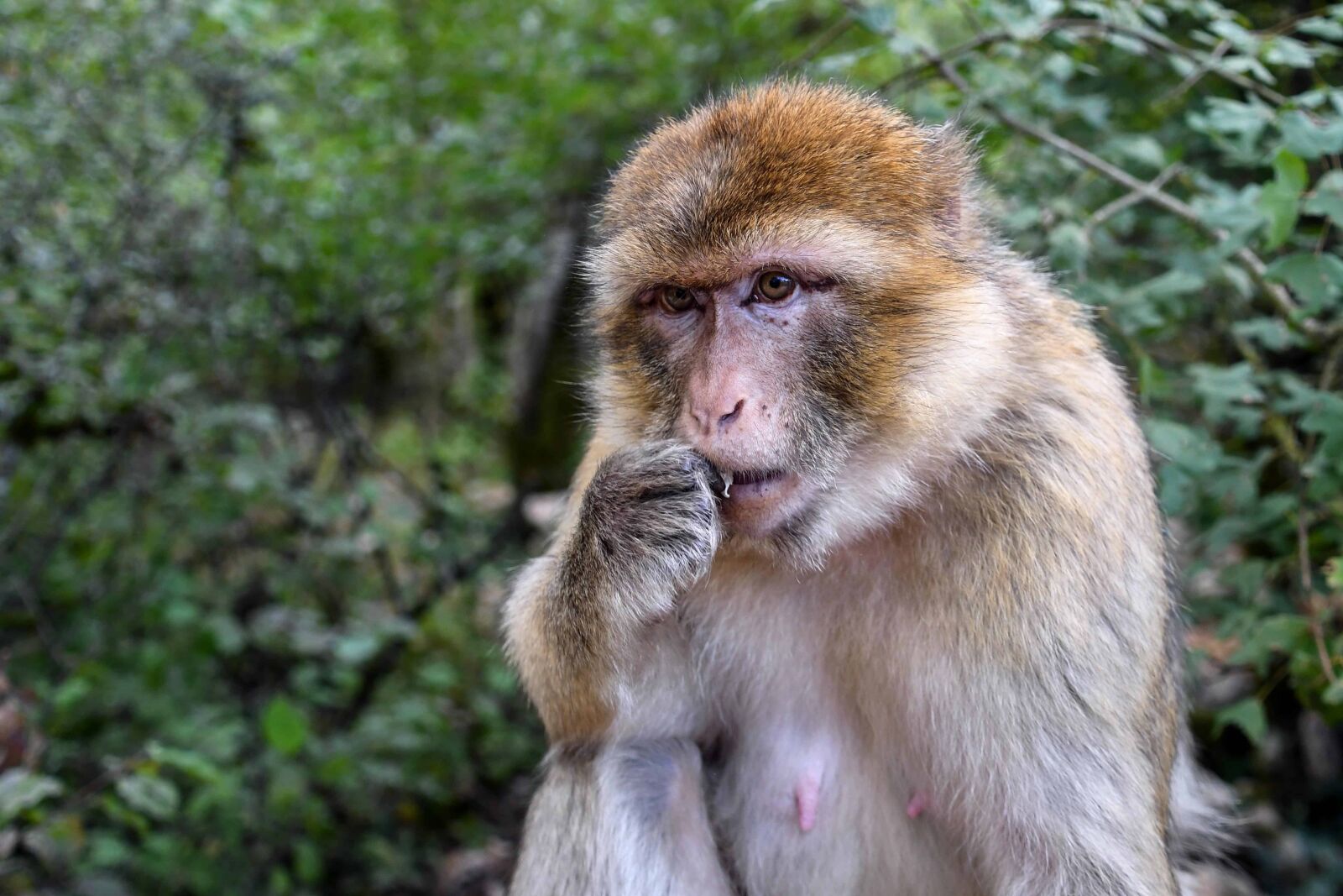 Nikon D500 sample photo. Monkey, cute, wildlife, nature photography