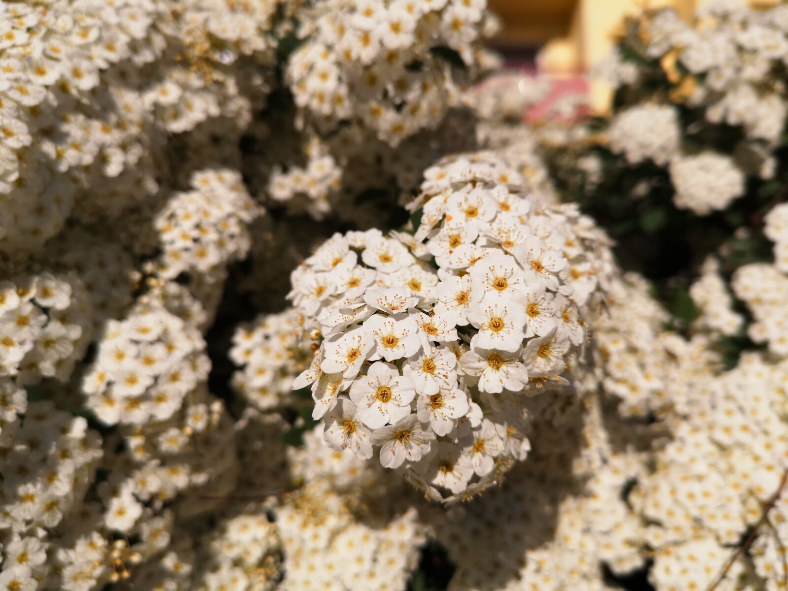 HUAWEI P20 sample photo. Nature, plant, flower photography
