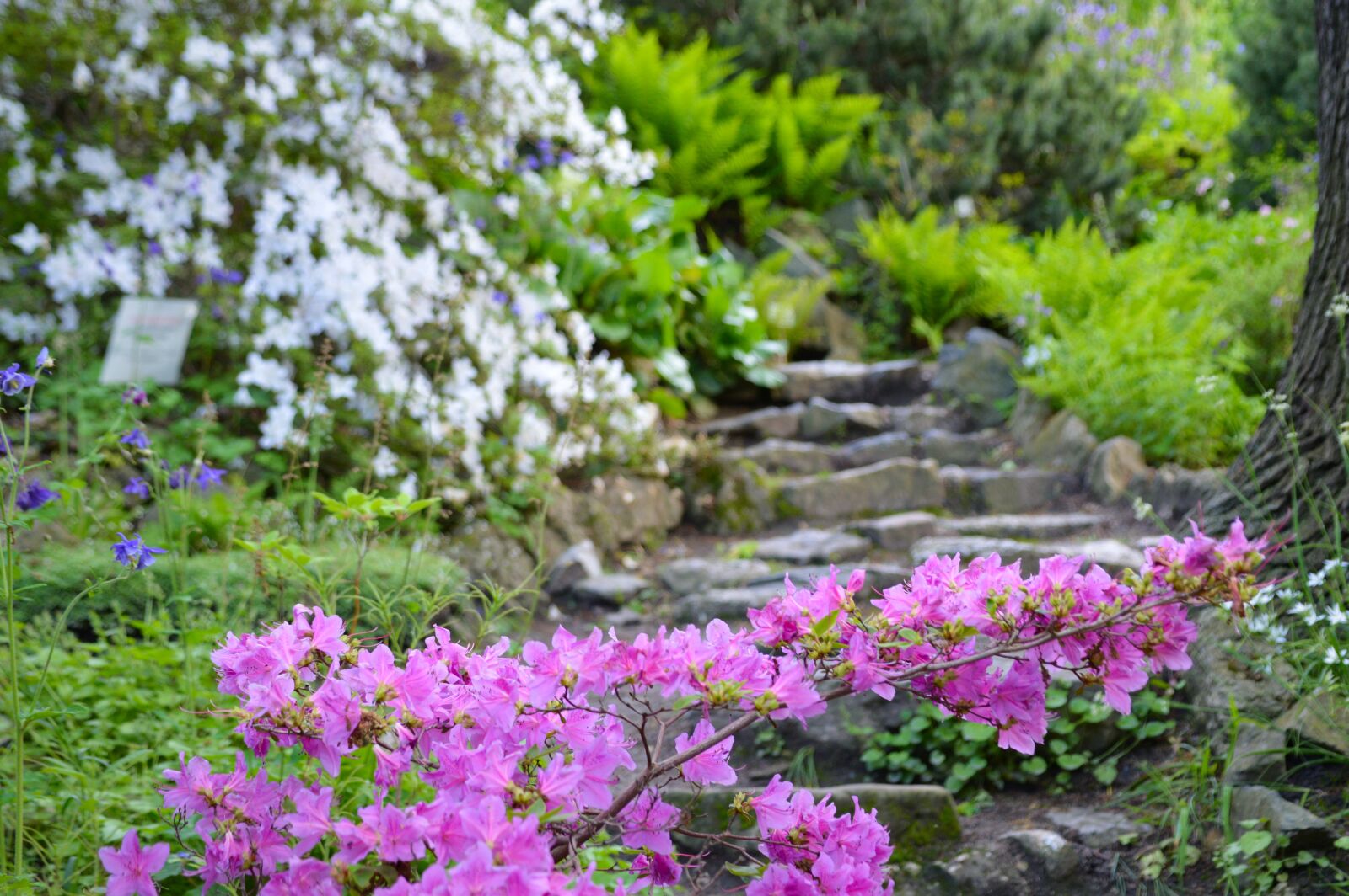 Nikon D3200 sample photo. Botanic garden, prague, blossom photography