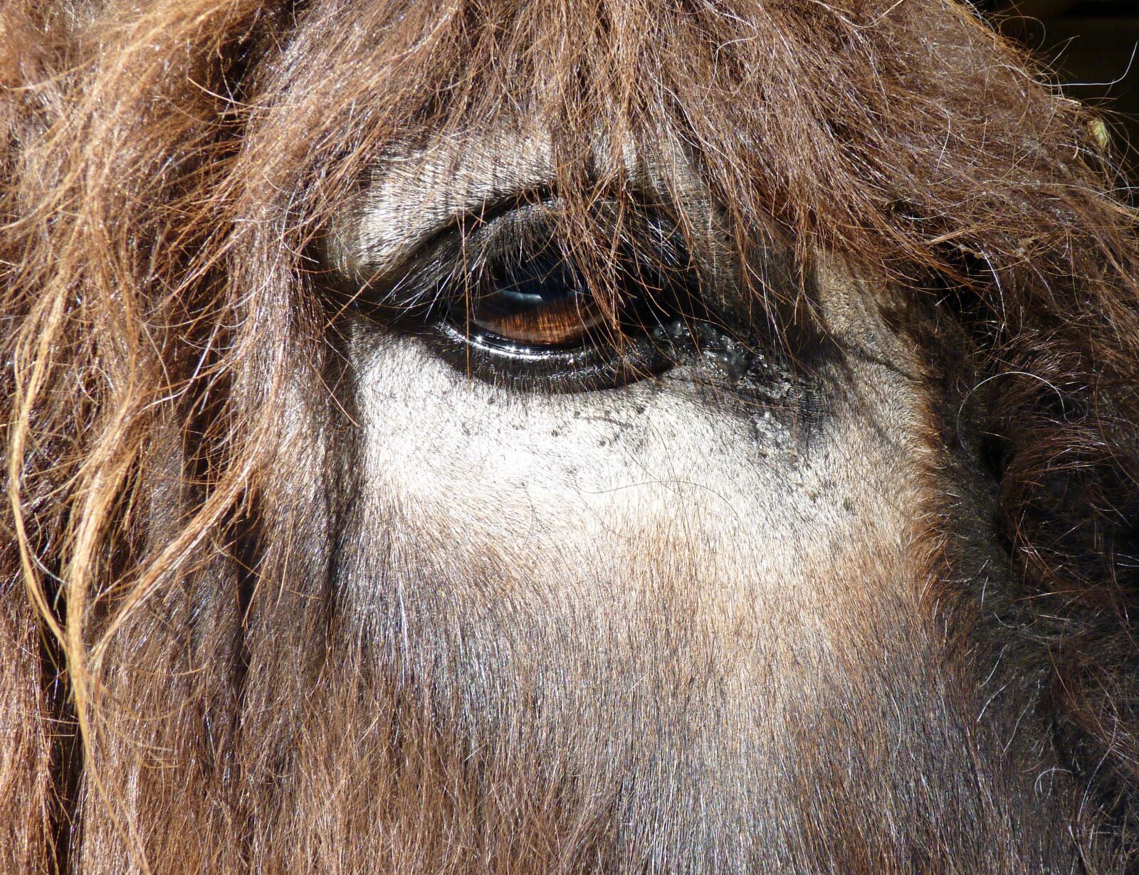 Panasonic Lumix DMC-FZ35 (Lumix DMC-FZ38) sample photo. Donkey, asin, eye photography