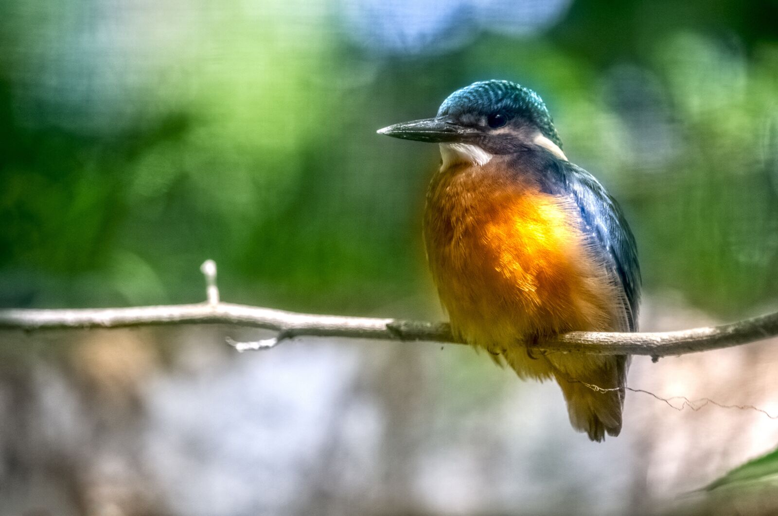 Nikon D3100 sample photo. Bird, nature, kingfisher photography