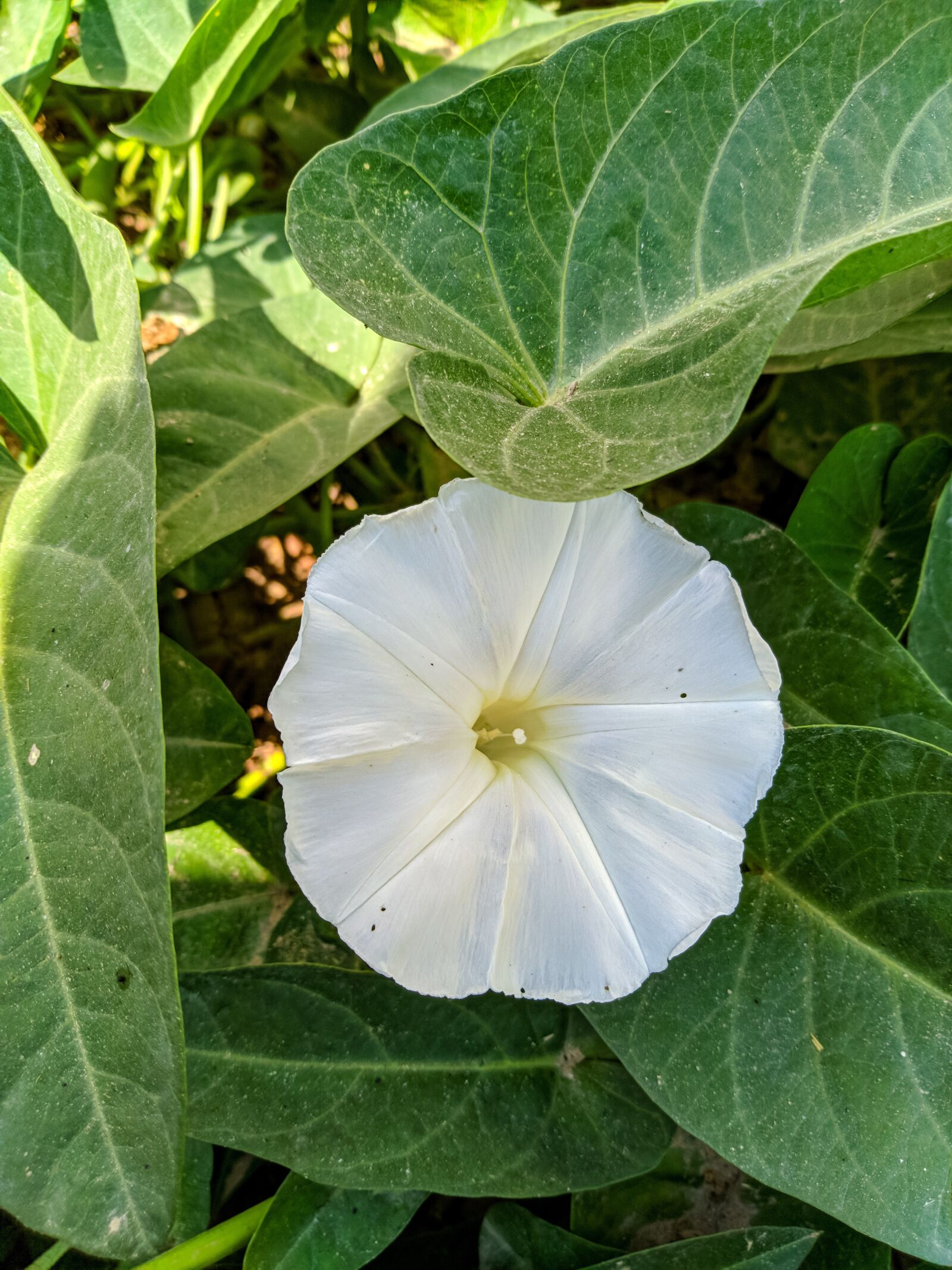 ASUS ZenFone Max Pro M1 (ZB602KL) (WW) / Max Pro M1 (ZB601KL) (IN) sample photo. Nature, beauty, plants photography