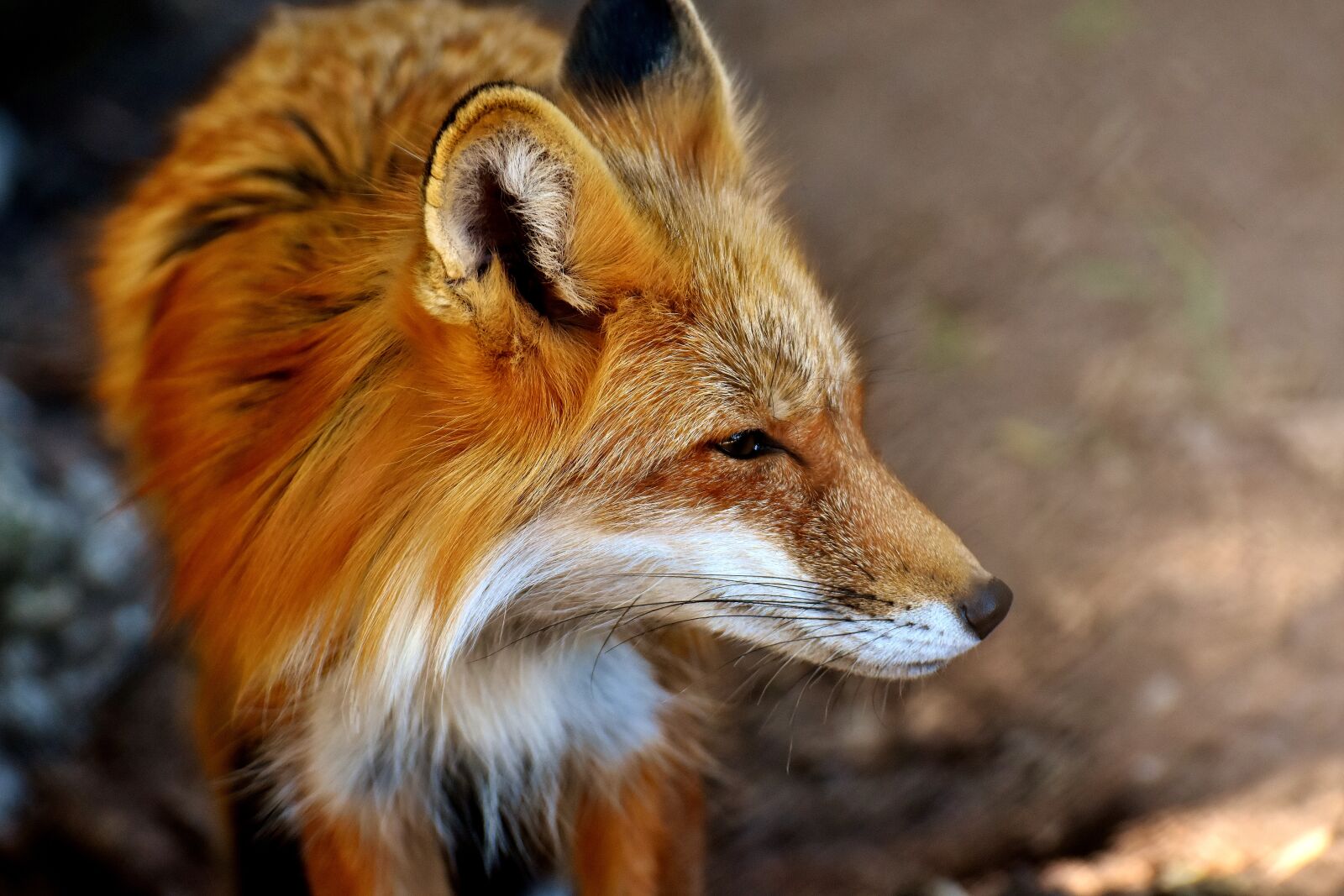 Nikon D7200 sample photo. Fuchs, animal world, wild photography