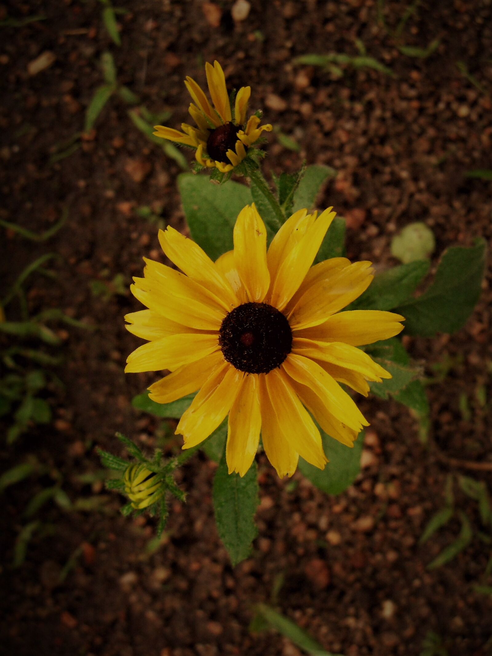 Kodak EasyShare Z915 sample photo. Sunflower photography