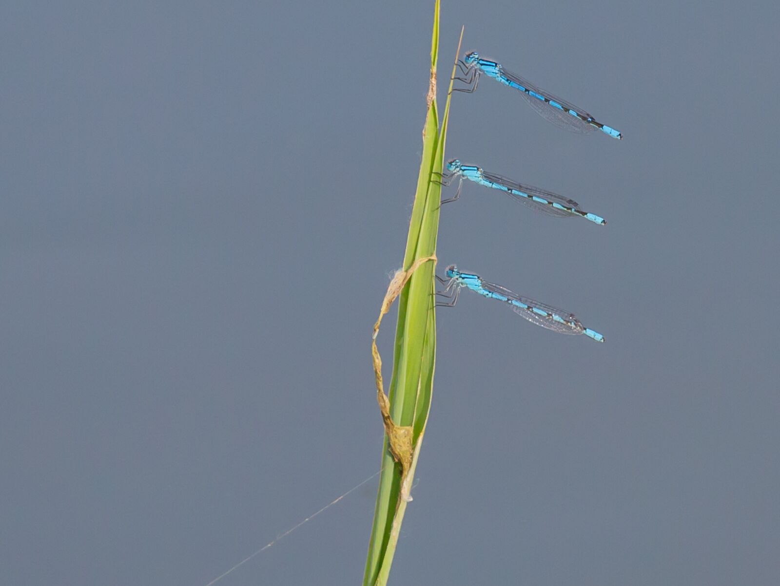 Canon EOS 5D Mark III sample photo. Banded demoiselle, dragonfly, blue photography