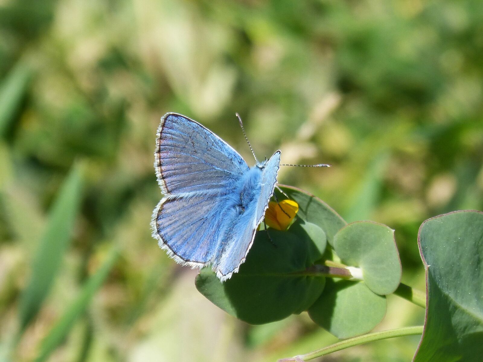 Panasonic DMC-FZ62 sample photo. Blue butterfly, blaveta of photography