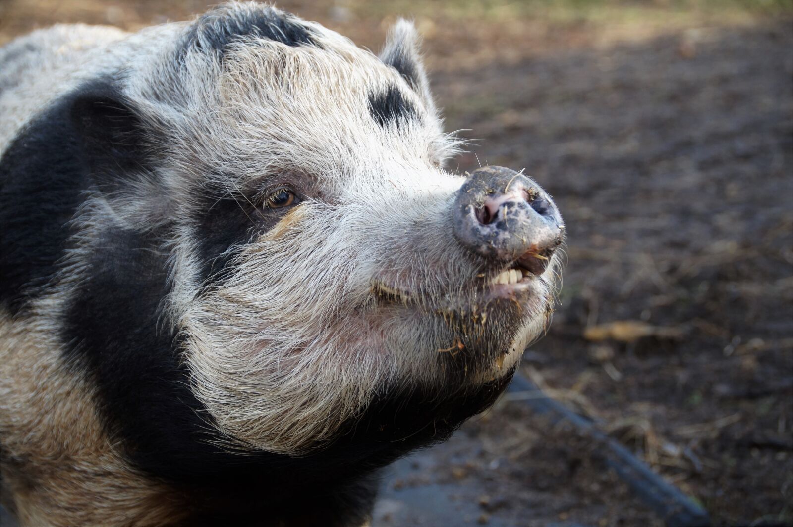 Sony SLT-A58 sample photo. Pig, spotted, farm photography