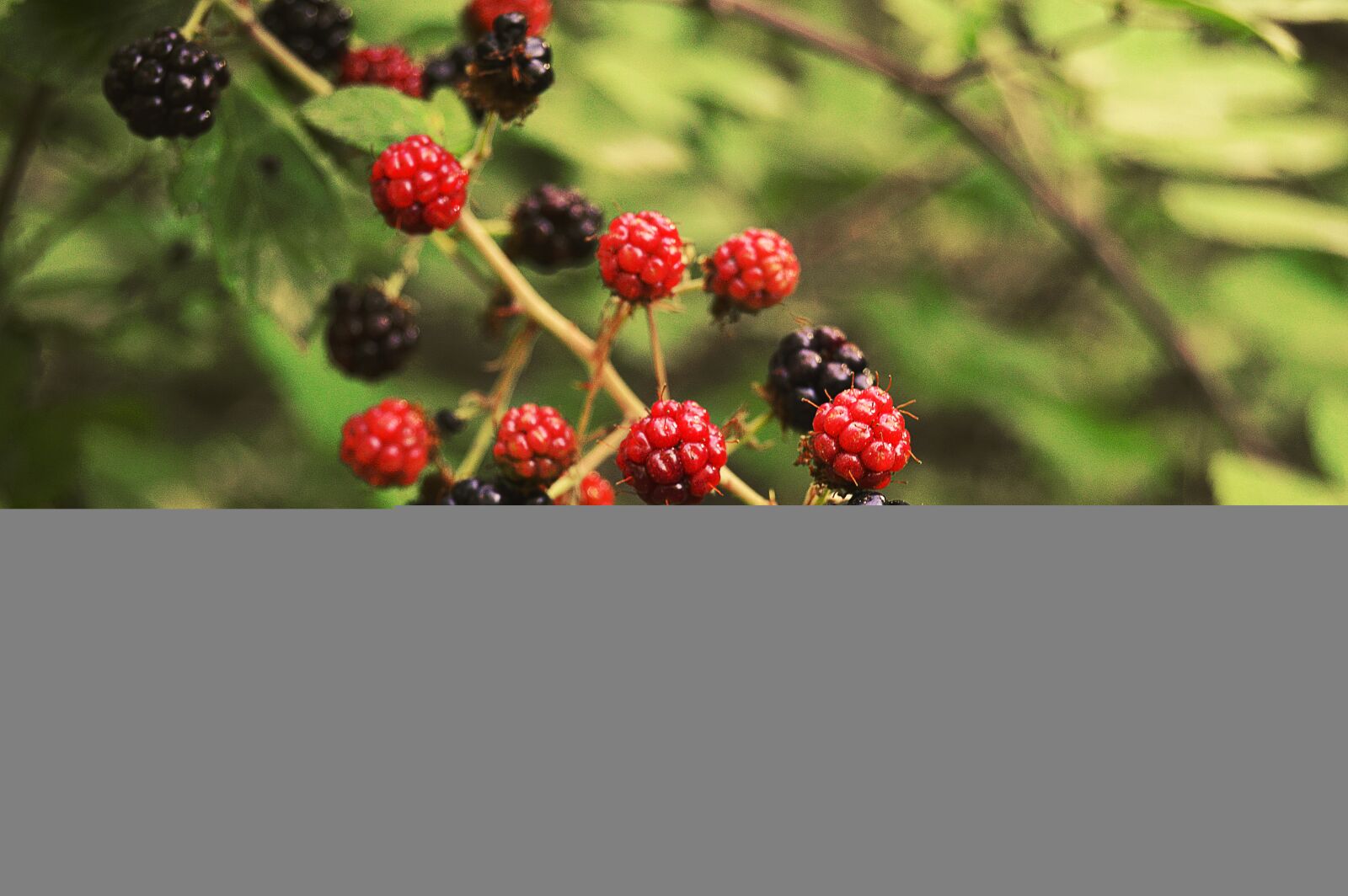 Nikon D3200 sample photo. Blackberries, blackberry, zarza photography