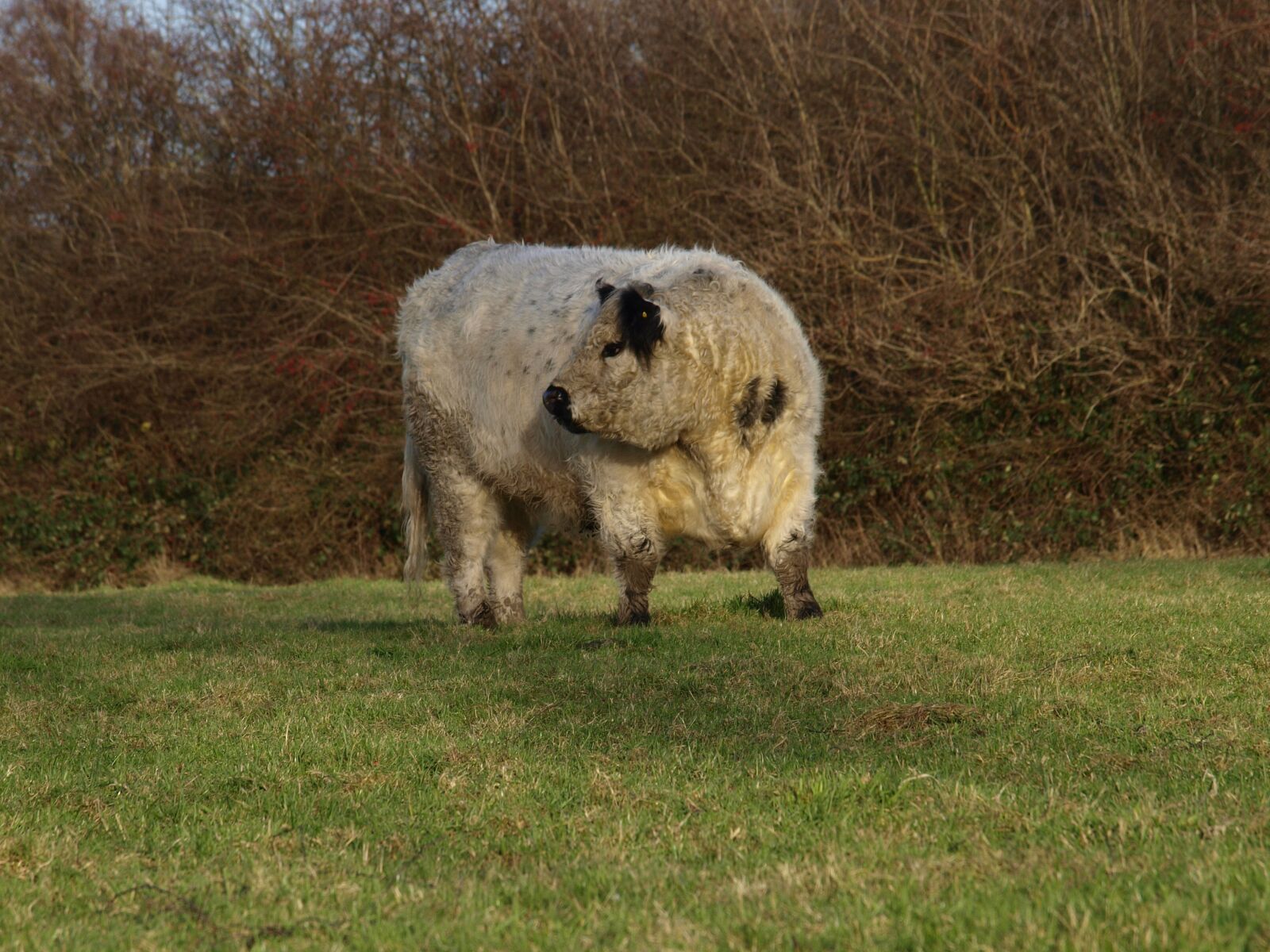 Olympus E-420 (EVOLT E-420) sample photo. Beef, galloway, willow meat photography