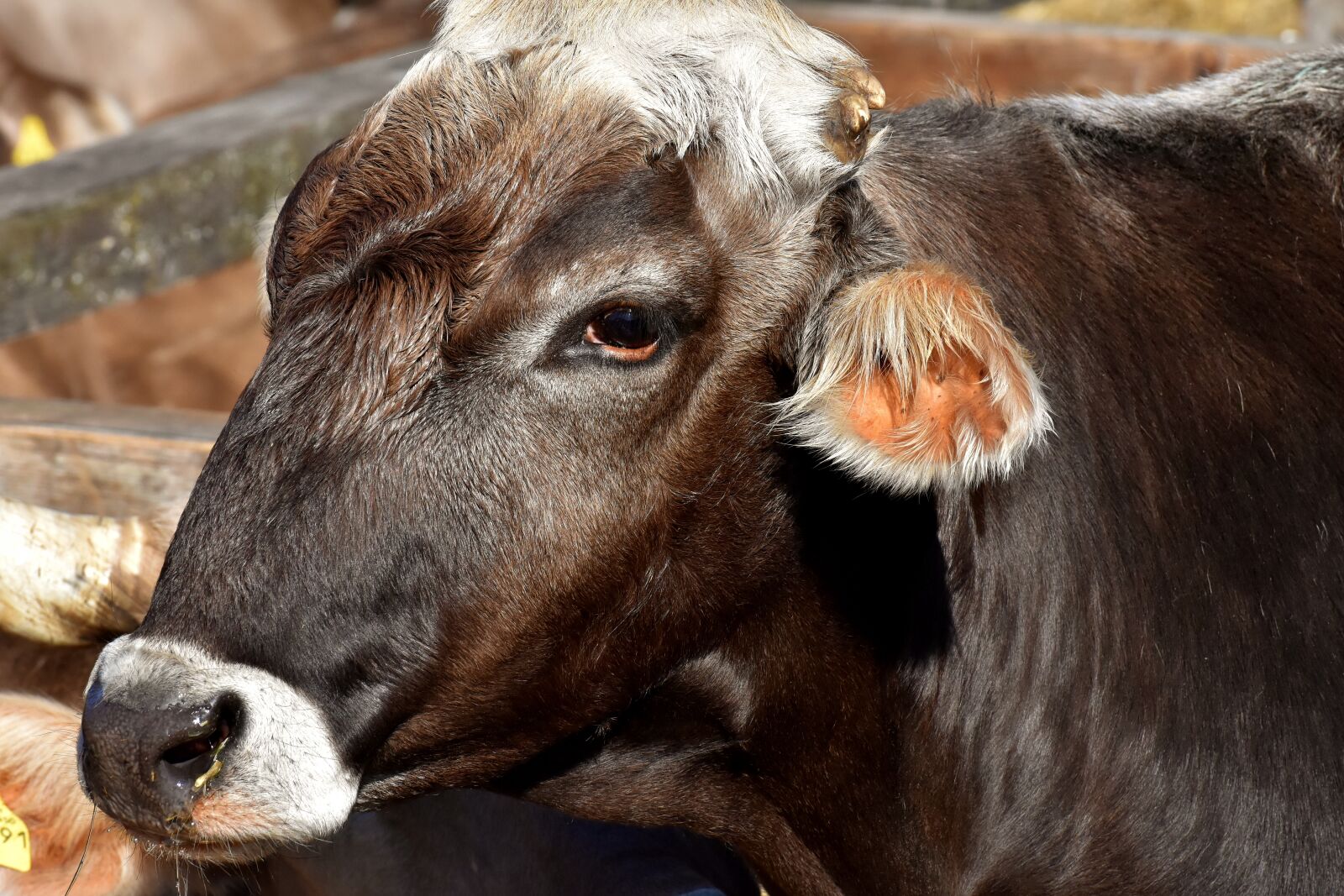 Nikon D7200 sample photo. Cow, beef, snout photography