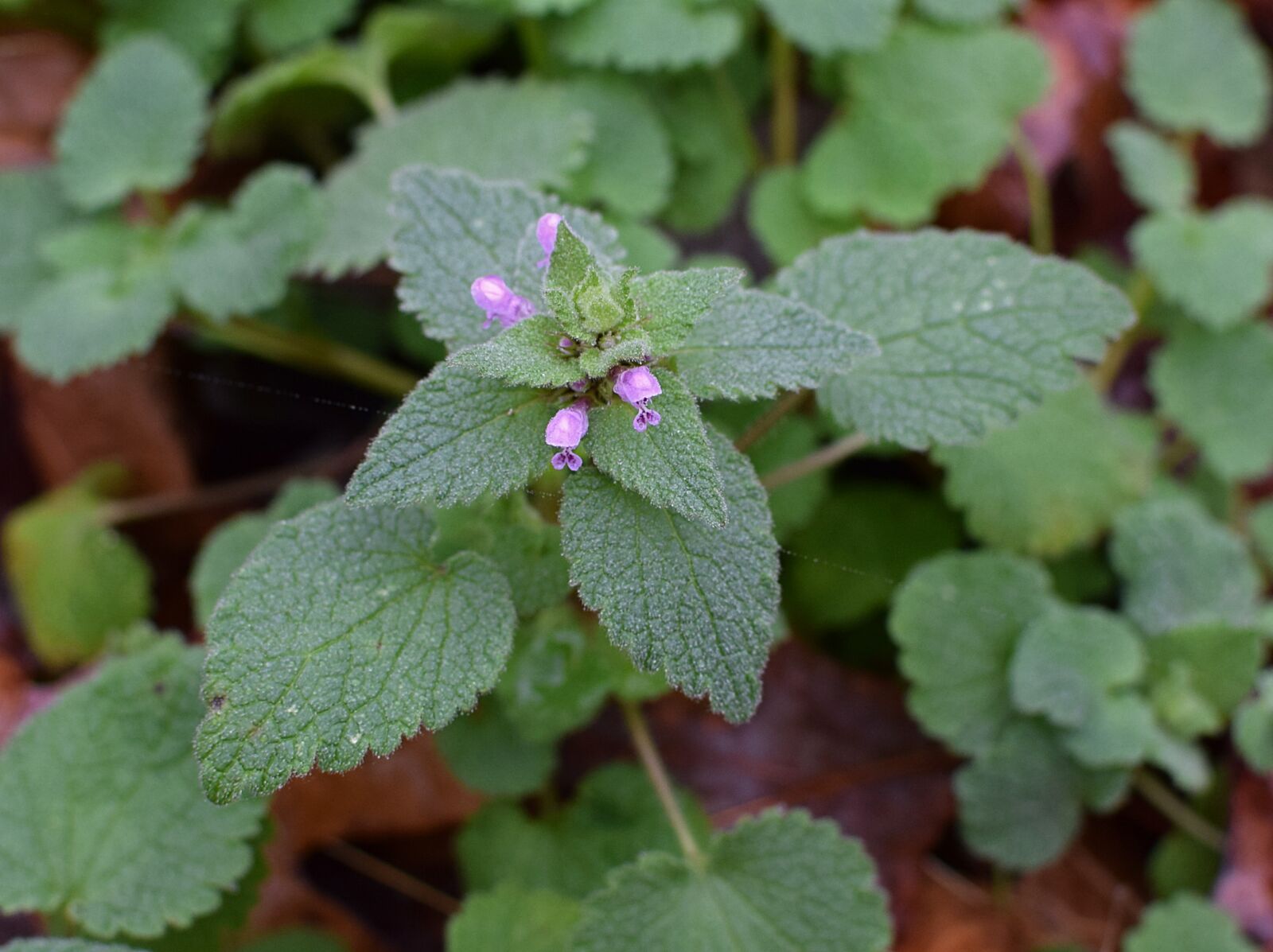 Nikon D3300 sample photo. Purple dead nettle, flower photography