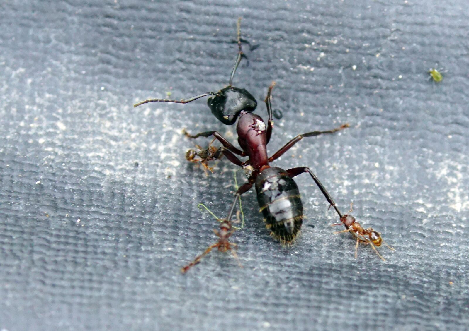 Tokina Firin 100mm F2.8 FE Macro sample photo. Nature, insect, ant photography