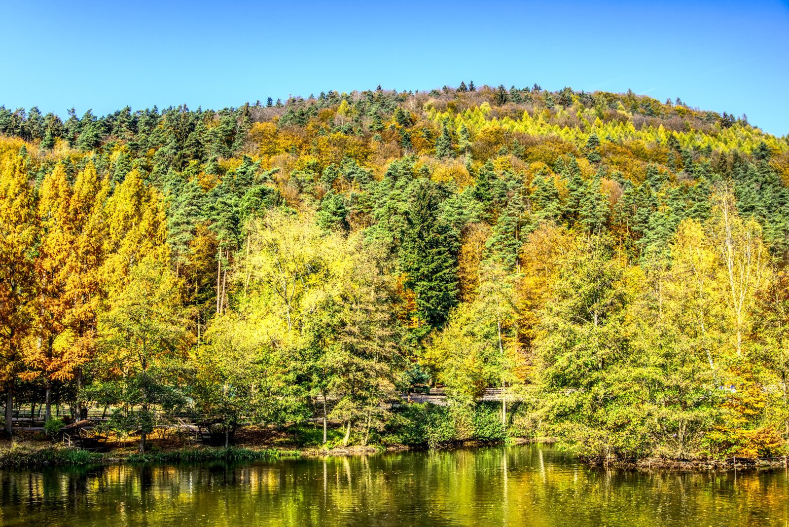 Sony a6000 sample photo. Trees, colorful, leaves photography
