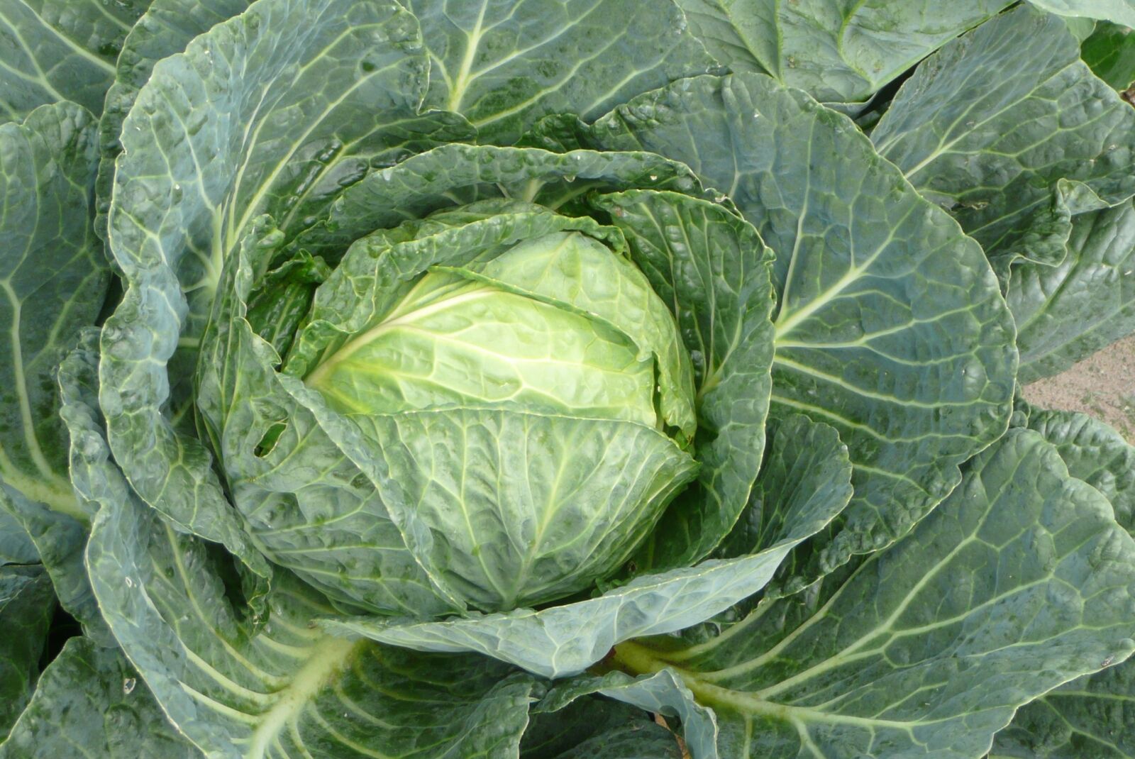 Panasonic DMC-TZ3 sample photo. Cabbage, green cabbage, vegetable photography