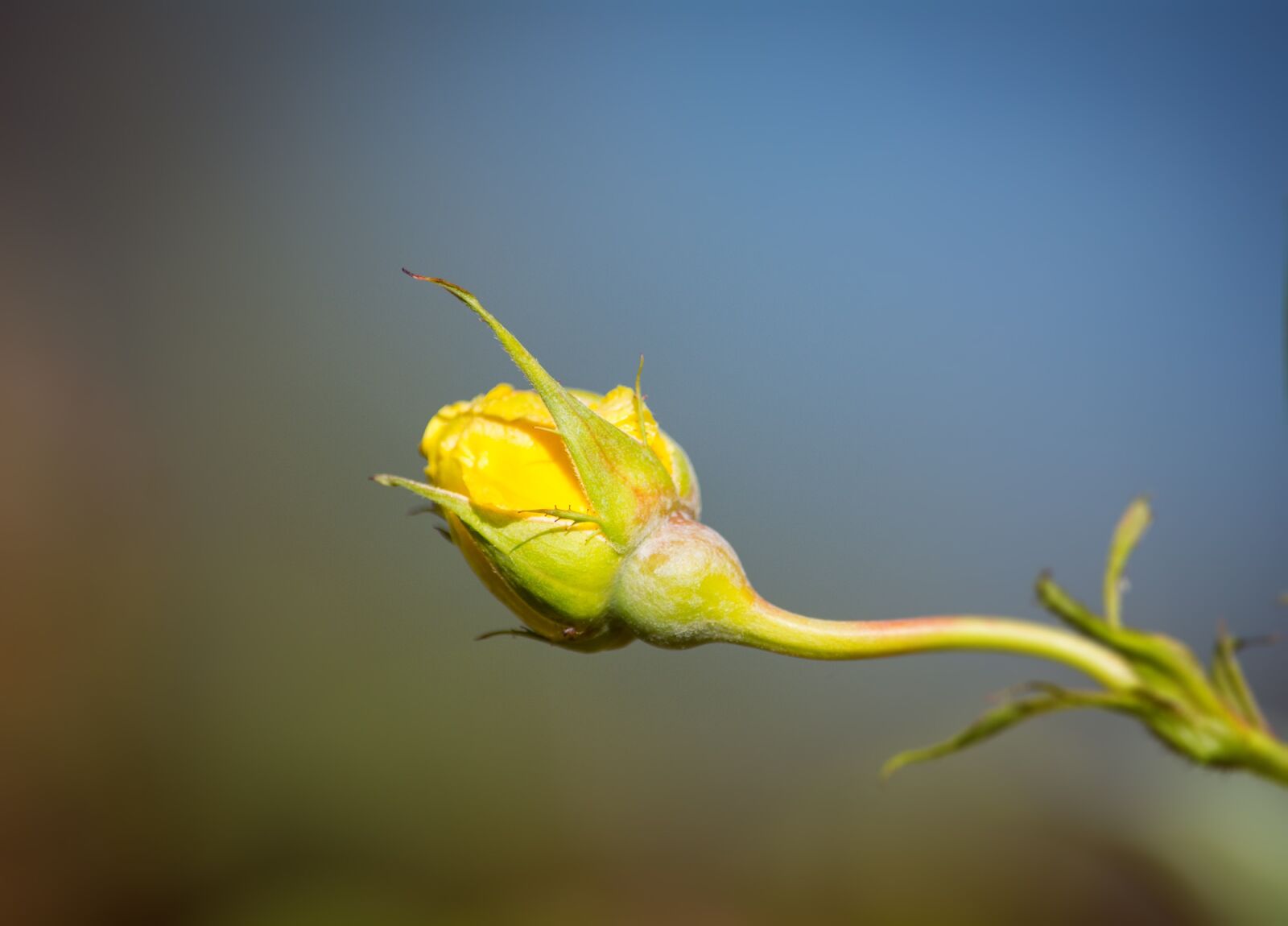 Nikon D7100 sample photo. Rose, yellow, flower photography