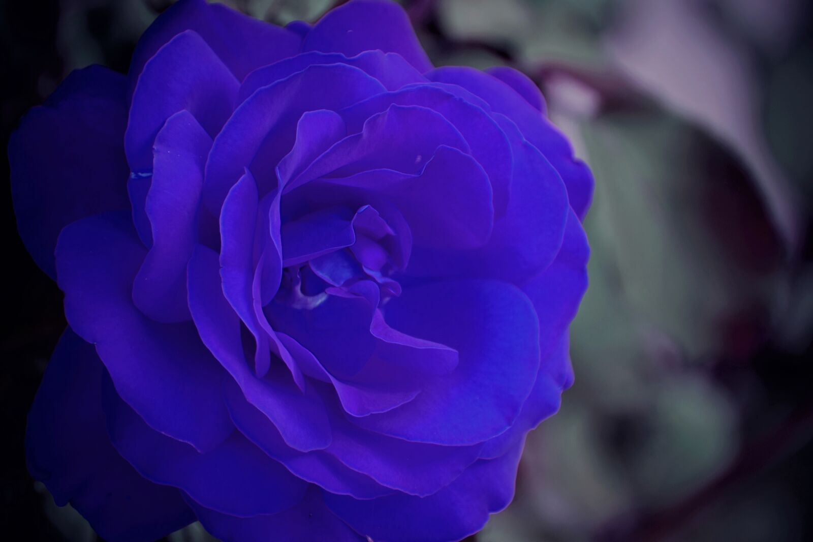 Nikon D3300 sample photo. Blue rose, dark gothic photography