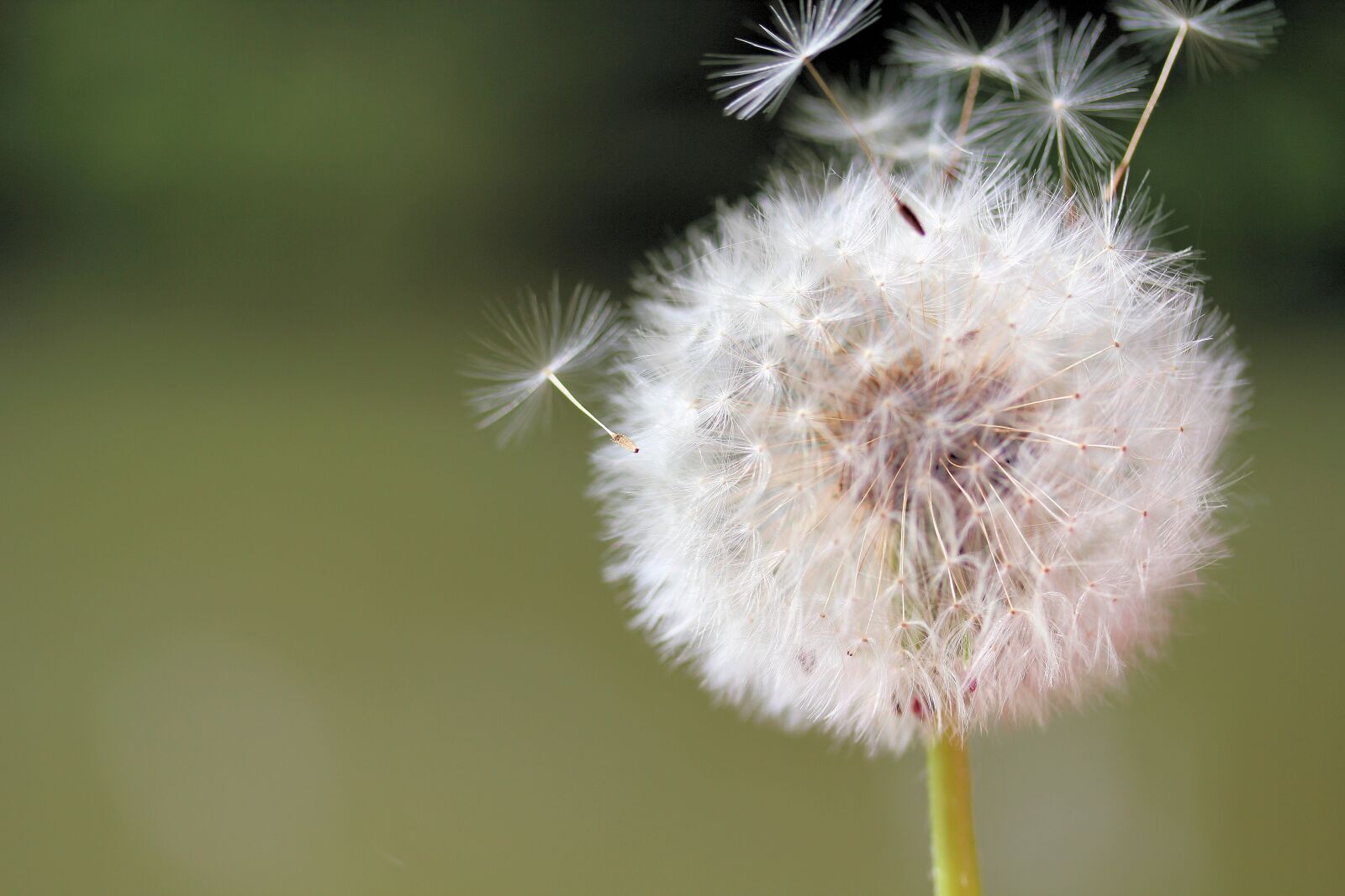 Canon EOS 550D (EOS Rebel T2i / EOS Kiss X4) sample photo. Filigree, dandelion, seeds photography