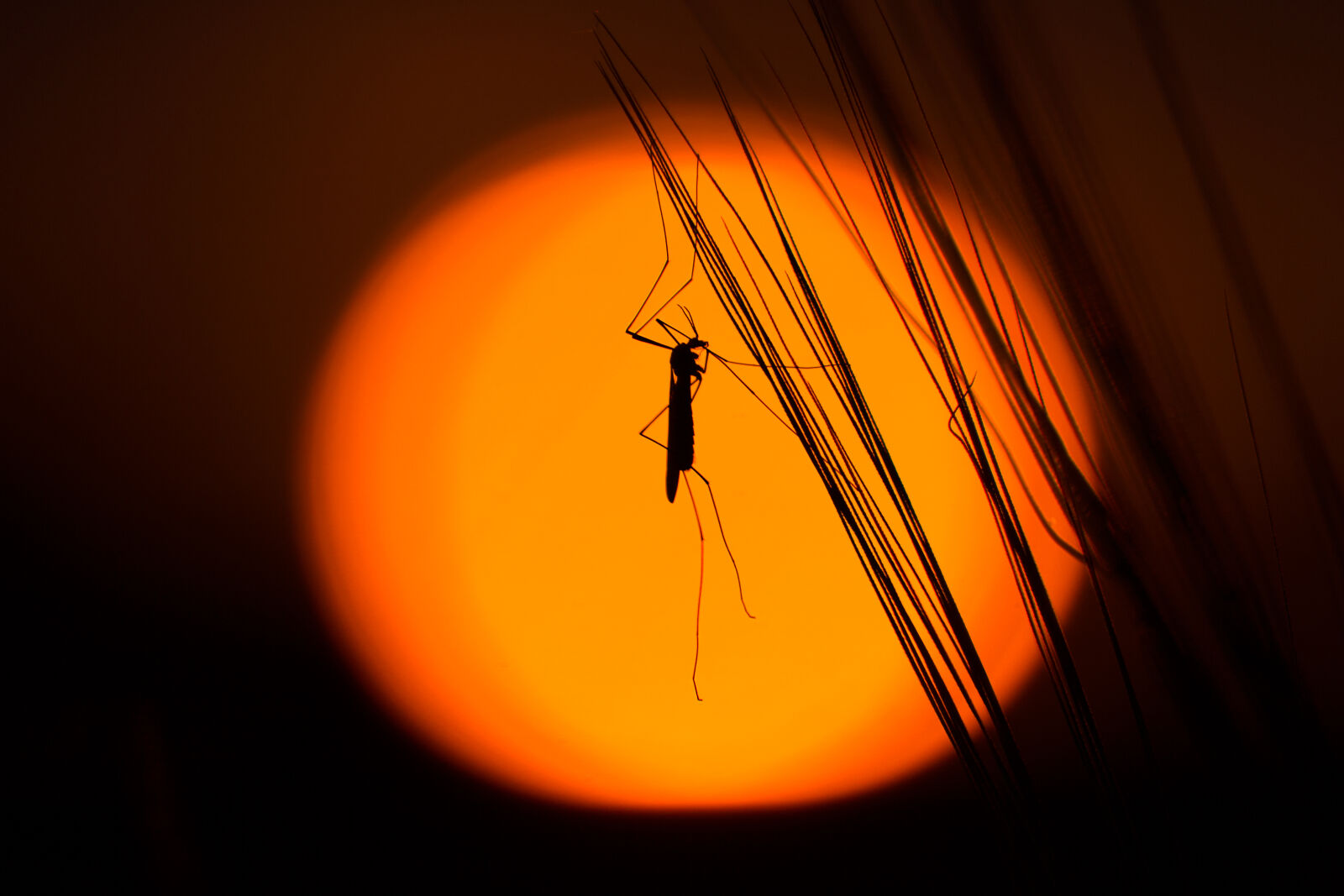 Tamron SP 70-300mm F4-5.6 Di VC USD sample photo. Insect, silhouette, grasshopper photography
