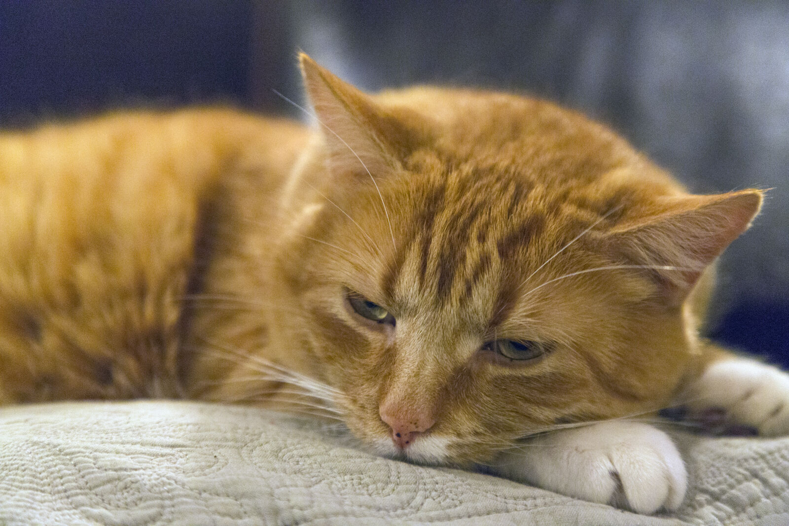 Canon EF 24-105mm F4L IS USM sample photo. Animal, pet, cute, fur photography
