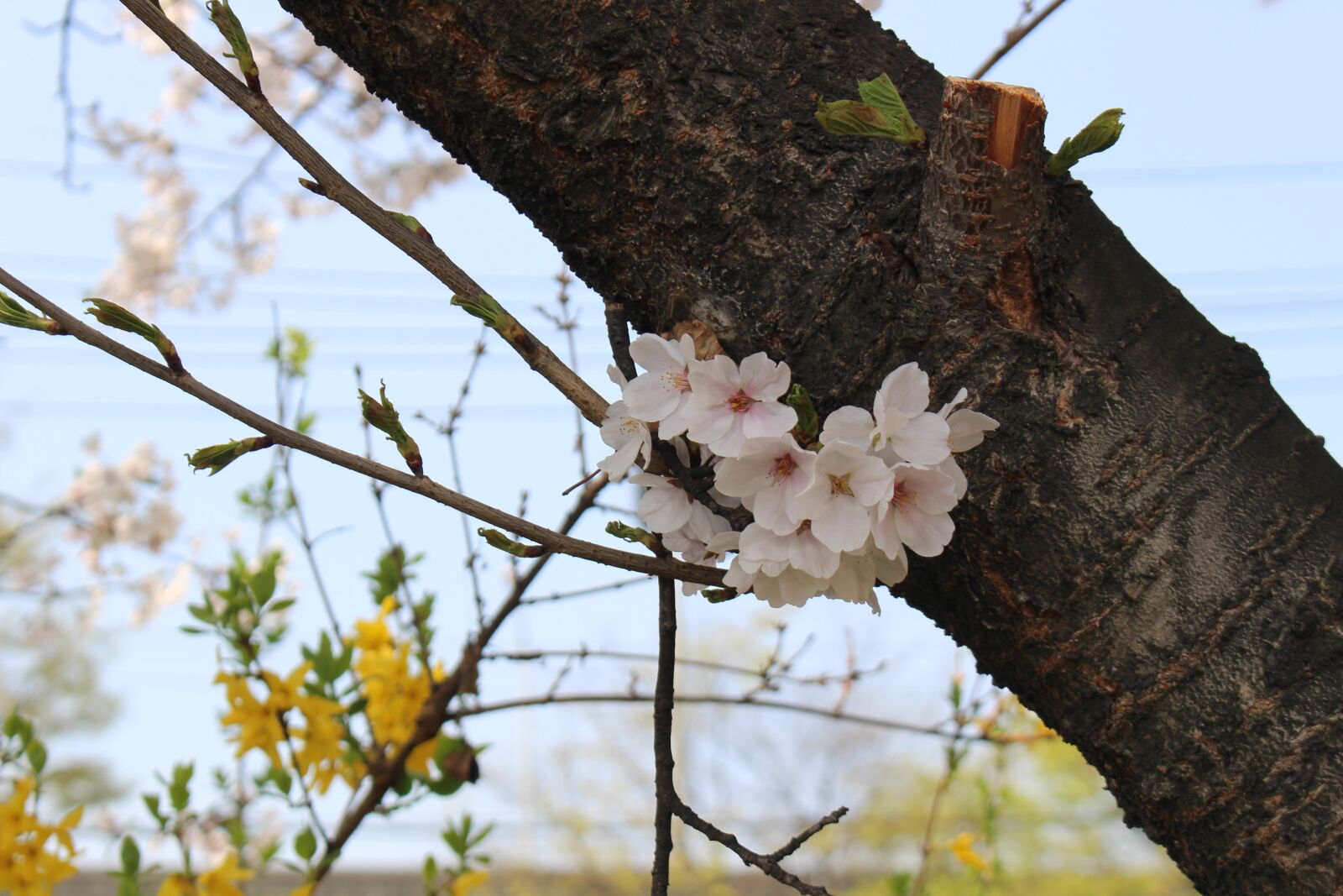 Canon EOS 100D (EOS Rebel SL1 / EOS Kiss X7) sample photo. Cherry blossom, spring, flowers photography