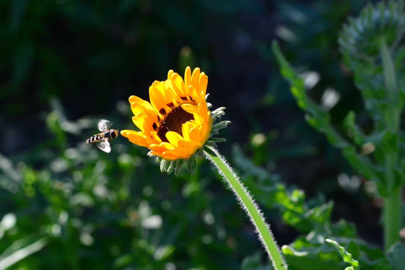Nikon D5200 sample photo. Magnificent flame, hoverfly, garden photography