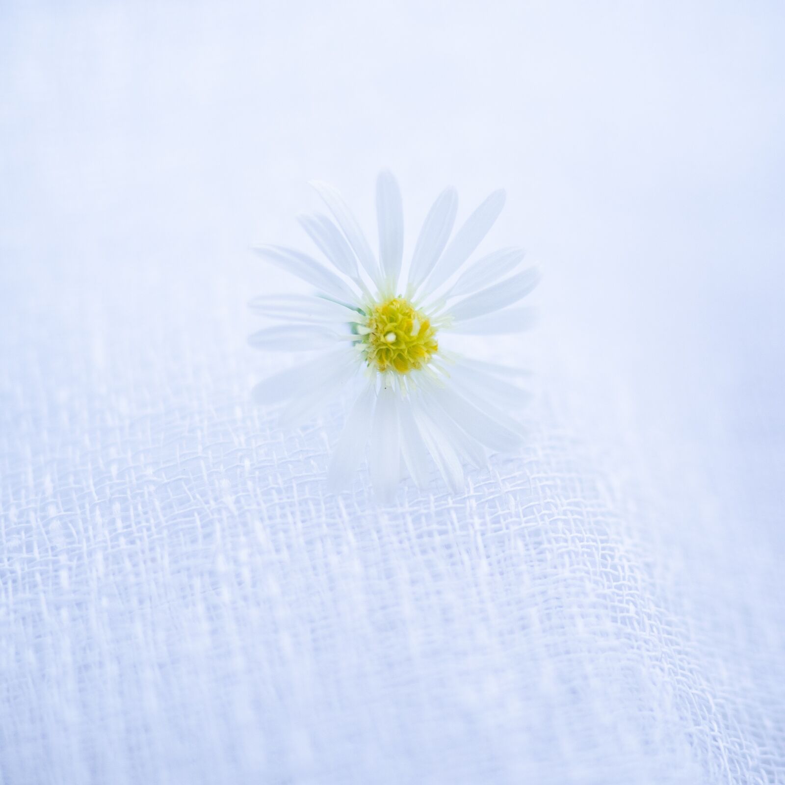 Olympus OM-D E-M1 + Olympus M.Zuiko Digital ED 12-40mm F2.8 Pro sample photo. Daisy, flower, spring photography