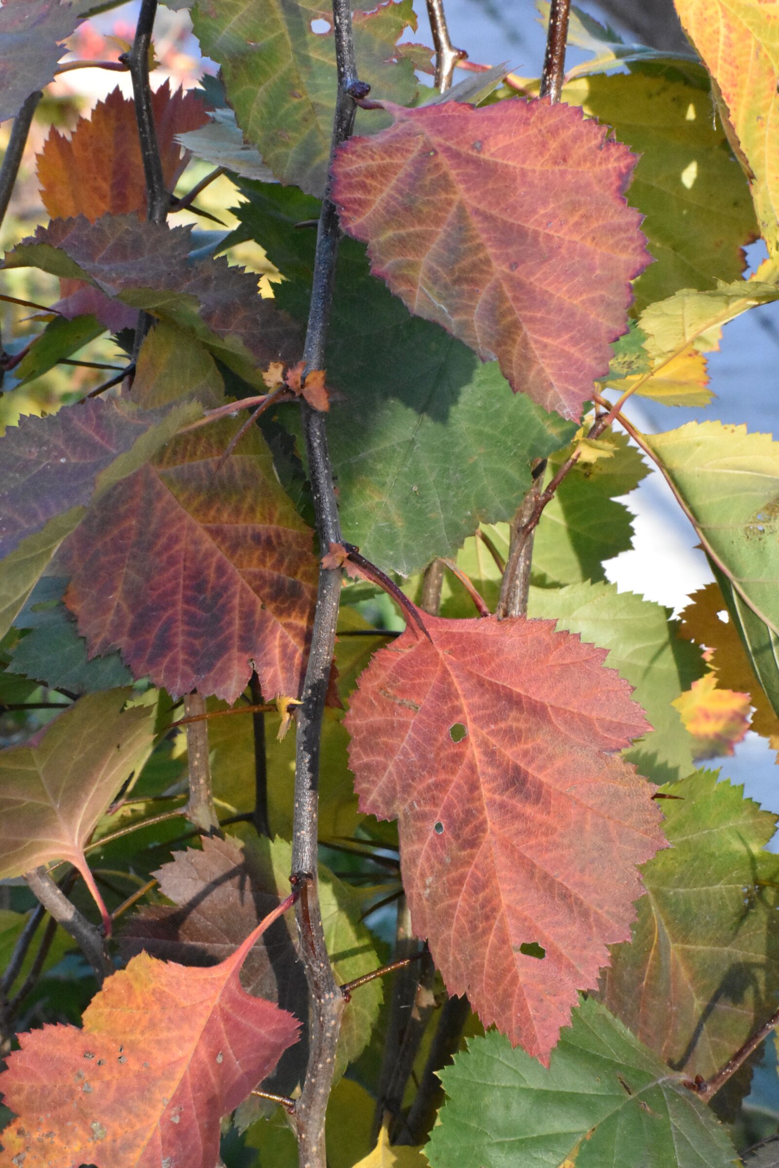 Nikon D3400 sample photo. Autumn, branch, leaves photography