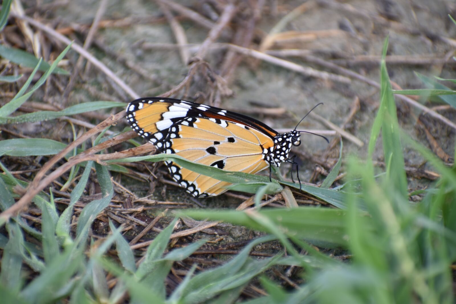 Nikon D5600 sample photo. Butterfly, papilionidae, insect photography