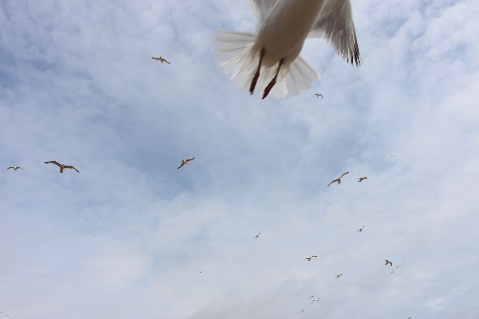 Canon EOS 700D (EOS Rebel T5i / EOS Kiss X7i) sample photo. Birds, seagull, sky photography