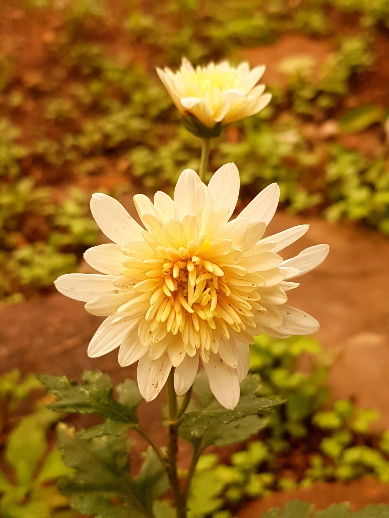 Samsung Galaxy S8+ sample photo. Yellow, flower, beautiful photography